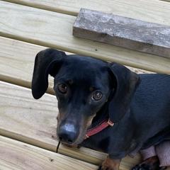 Vienna - Dachshund