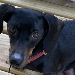 Vienna - Dachshund