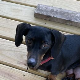 Vienna - Dachshund