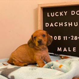 Boy 1 - Dachshund puppy from Lucky Dog Dachshunds