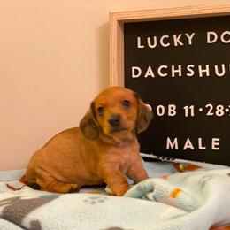 Boy 1 - Dachshund puppy from Lucky Dog Dachshunds