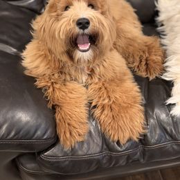 Australian Labradoodle puppies from West Valley Labradoodles