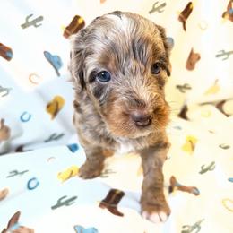 Rosco - Brown merle male Aussiedoodle puppy in Liberty, Texas from Poodles and Doodles Most Excellent Adventures