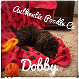 Poodle Puppies from Authentic Poodle Co