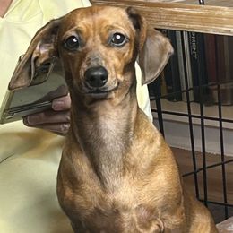 Cici - Dachshund