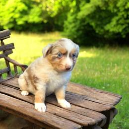 El Urbach - Red merle female Australian Shepherd puppy in Statesville, North Carolina from Charming Australian Shepherds