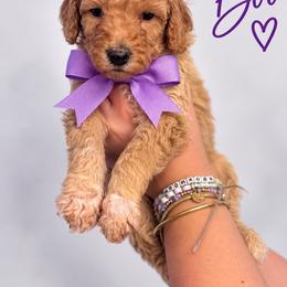 Boo (Purple) - Apricot female Poodle puppy in Stuart Fl, Florida from Lincoln & Lady Co.