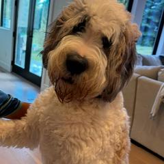 Saint Berdoodle All Grown Up from Pawfect Saint Berdoodles