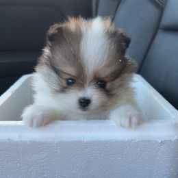 Parti female - Red parti female Pomeranian puppy in Weatherford, Texas from COCO'S POMS AND FRENCHIES