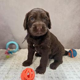 Purple Girl - Chocolate female Australian Labradoodle puppy in Saint Louis, Missouri from Gateway Australian Labradoodles