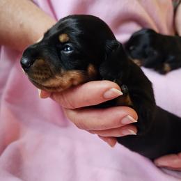 Black and tan female (bigger) - Black and tan female Dachshund puppy in Belle Rive, Illinois from Akin's Miniature Dachshunds, LLC