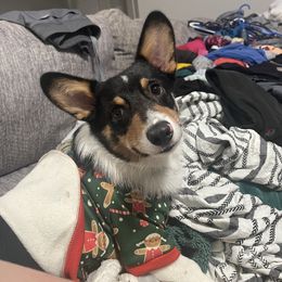 Taco - Pembroke Welsh Corgi