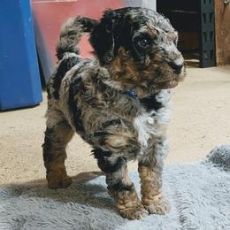 Timmy - Blue merle male Aussiedoodle puppy in Yacolt, Washington from Aussiedoodles by Maggie