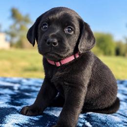 Cider (Hot Pink Collar) - Black female Dilute Retriever puppy in Baldwin City, Kansas from Hedge Lane Labradors