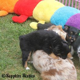 Miniature Australian Shepherd and Toy Australian Shepherd Puppies from Sapphire Stables