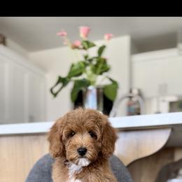 Daisy - Red  female Goldendoodle puppy in St George, Utah from Doodle Bears of Southern Utah