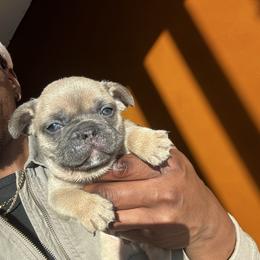 Da Vinci - Blue fawn male French Bulldog puppy in Raleigh, North Carolina from DREYCs Frenchies