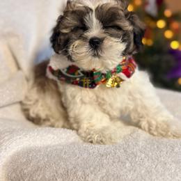 Milky - Brown and white female Shichon puppy in Fort Lauderdale, Florida from Nona's Shichons