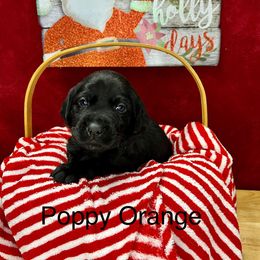 Poppy - Black Labrador Retriever puppy in Sandpoint, Idaho from Allen Sunnyside AKC Labs