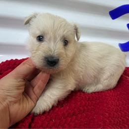 Cooper - Wheaten male Scottish Terrier puppy in Chattanooga, Tennessee from Oodles of Cuties!