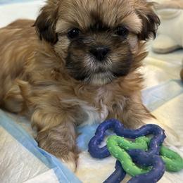 Strawberry - Brindle and white female Shih Tzu puppy in Hampton Bays, New York from Delinda Shih Tzus