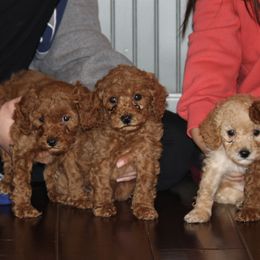Cavapoo, Poodle, and Springerdoodle Puppies from Sugarland Puppies