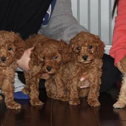 Cavapoo, Poodle, and Springerdoodle Puppies from Sugarland Puppies