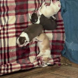 Border Collie puppies from Whipple Family Farms