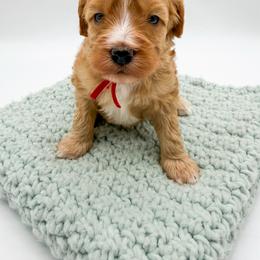 Stormy - Apricot female Goldendoodle puppy in Sunman, Indiana from Brunsman Country Doodles LLC