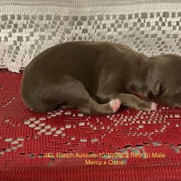 Boy 2 - Miniature Australian Shepherd puppy in Freeport, Texas from J&L Ranch Aussies