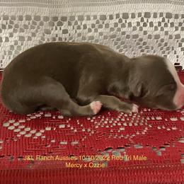 Boy 2 - Miniature Australian Shepherd puppy in Freeport, Texas from J&L Ranch Aussies