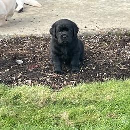 Boy 1 - Black Labrador Retriever puppy in Beavercreek, Oregon from Sweetwater Spring Labradors