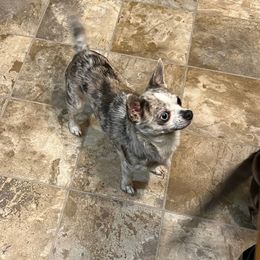 Liberty - Chihuahua