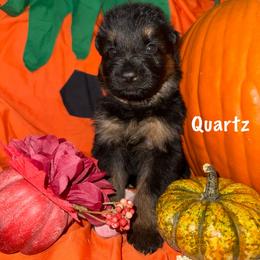 Quartz White Collar - Black and red female German Shepherd puppy in Hillsboro, Indiana from Salty Raccoon Ranch German Shepherds