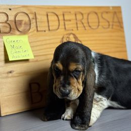 Boy 4 - Black white and brown male Basset Hound puppy in Poland, Indiana from Bolderosa Bassets