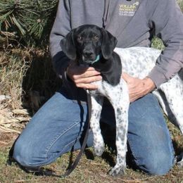 Cookie - German Shorthaired Pointer