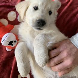 Golden Retriever Puppies from Brightside Goldens
