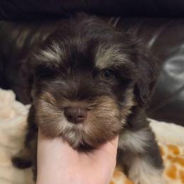 Orion - Liver male Miniature Schnauzer puppy in Graham, Washington from Olivia's Miniature Schnauzer's