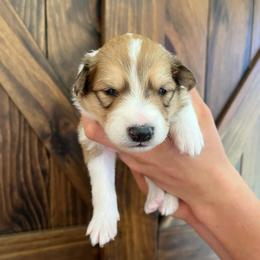 Chewbacca - Sable and white male Old Time Scotch Collie puppy in Mars Hill, North Carolina from Brambly Mountain Farm