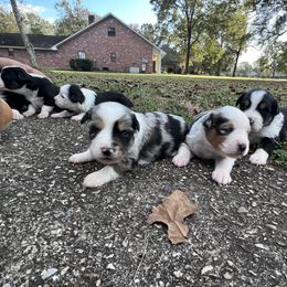 Miniature Australian Shepherd Puppies from Michael Murrell's Miniature Australian Shepherd