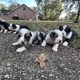 Miniature Australian Shepherd Puppies from Michael Murrell's Miniature Australian Shepherd