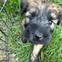 Soft Coated Wheaten Terrier Puppies from Wagging Wheatens