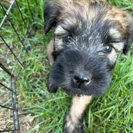 Soft Coated Wheaten Terrier Puppies from Wagging Wheatens