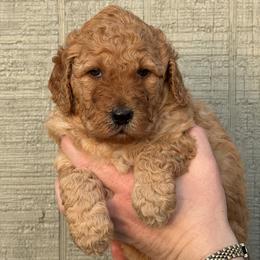 Miss Korie - Red  female Poodle puppy in Fairfield, North Carolina from Leaning T Ranch