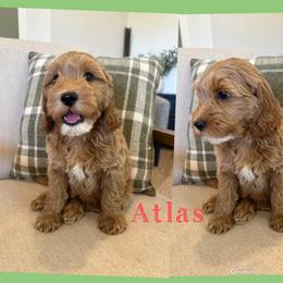 Atlas - Red  male Goldendoodle puppy in Glendale, Arizona from Follow Your Bliss Doodles