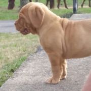 Dogue de Bordeaux Puppies from GingerHaus DDB