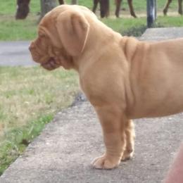 Dogue de Bordeaux Puppies from GingerHaus DDB