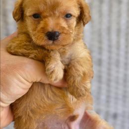 Sky ( Toy Poodle) - Apricot male Poodle puppy in West Point, Mississippi from Golden Paws