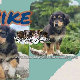 Pike - Black tri-color male Australian Shepherd puppy in Trout Run, Pennsylvania from Rose Valley Aussies