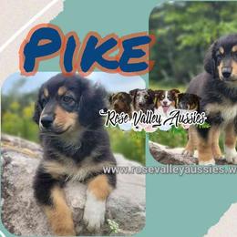Pike - Black tri-color male Australian Shepherd puppy in Trout Run, Pennsylvania from Rose Valley Aussies